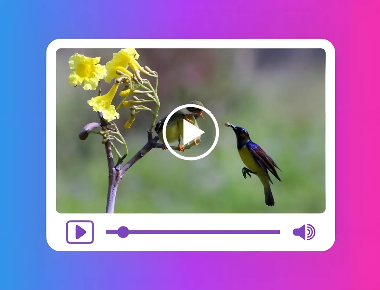 Snapinsta video